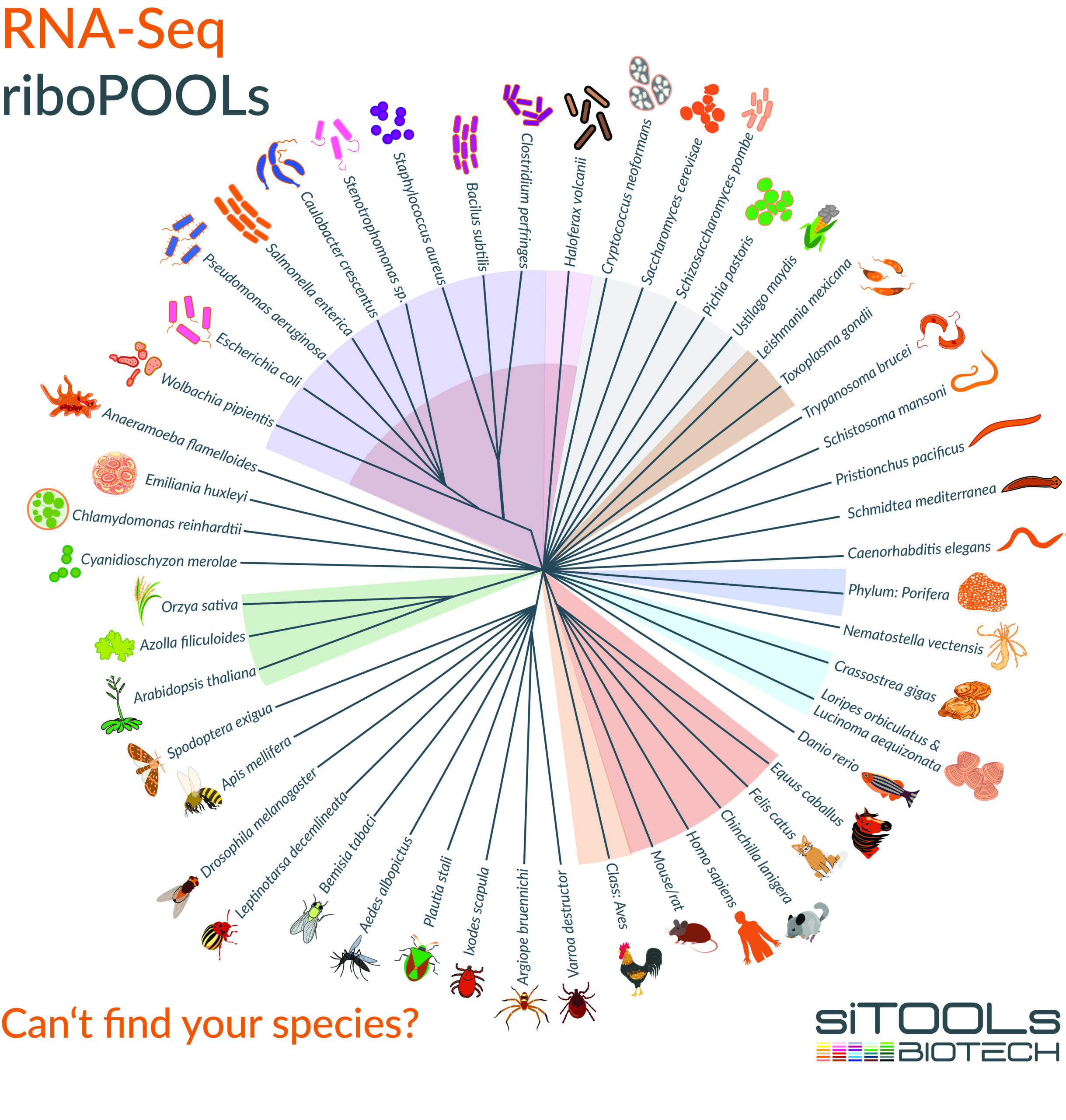 riboPOOL phylogenic tree